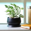 Buy White Pothos Plant in a Metal Planter