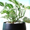 Shop White Pothos Plant in a Metal Planter