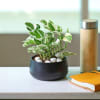 White Pothos Plant in a Metal Planter Online