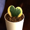 Buy You Deserve Self care Heart Hoya Plant