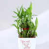 Buy You Won My Heart - Two Layered Bamboo Plant In Pot