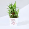 You Won My Heart - Two Layered Bamboo Plant In Pot Online