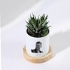 Shop Zebra Succulent Personalized With Ceramic Planter