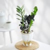 Gift ZZ Plant In Golden Bow Planter