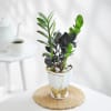 Buy ZZ Plant In Golden Bow Planter