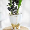 Shop ZZ Plant In Golden Bow Planter