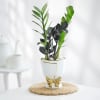 ZZ Plant In Golden Bow Planter Online