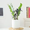 Gift ZZ Plant In Ribbed White Planter