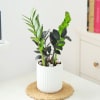 Buy ZZ Plant In Ribbed White Planter