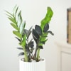 Shop ZZ Plant In Ribbed White Planter