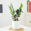 ZZ Plant In Ribbed White Planter Online