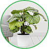 Plants